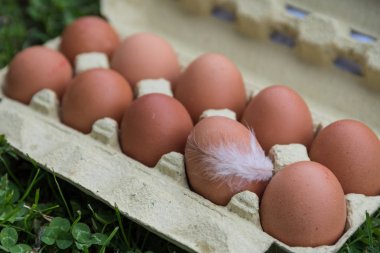 Paketlenmiş serbest aralıklı yumurta bahar