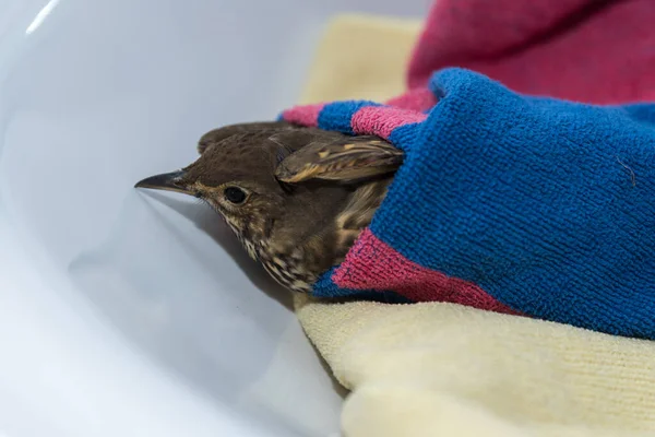 Injured bird is being taken care of — Stock Photo, Image