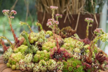 Enfes bir lezzet koleksiyonu içinde çiçek açan ev - yakın plan