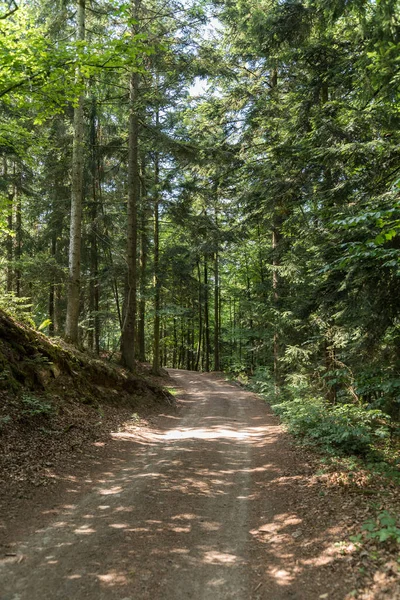 Hiking trail in the forest for recreation - mixed forest with path