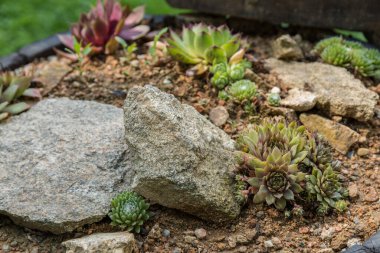 Küçük dekoratif bir kaya bahçesinde sulu bir ev.