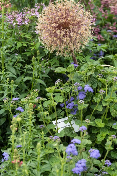 ニンニクの球状花 ガーネットボールのネギ — ストック写真