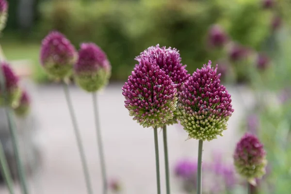 Härdig Klotformig Purjolök Blommande Prydnads Vitlök — Stockfoto