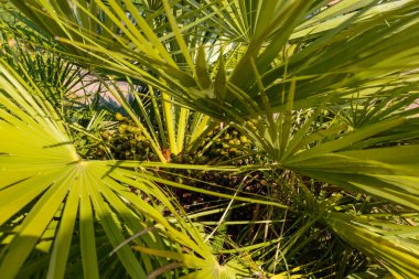 Hurma ağacının meyvesinin tomurcuğundan sarkan salkımlarla dolu olduğu bir yere.