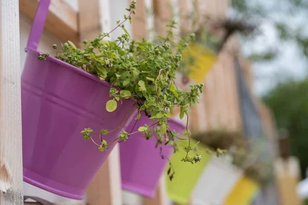 Dekorative Hängetöpfe Auf Dem Balkon Mit Aromatischen Pflanzen — Stockfoto