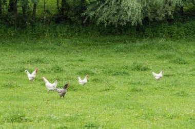 Animal welfare - free-range chickens and roosters in a meadow clipart