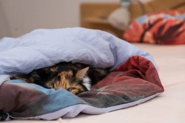 Hauskatze Erholt Sich Bett Und Versteckt Sich — Stockfoto