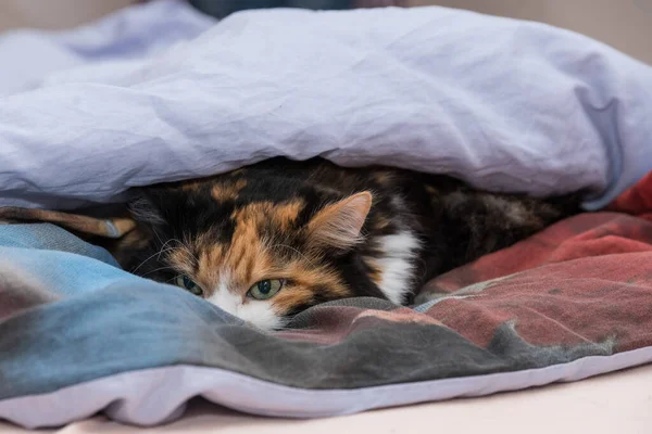 Katze Erholt Sich Ihrem Versteck Bett Nahaufnahme — Stockfoto