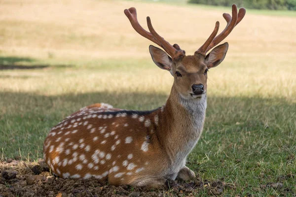 Junges Damwild Mit Schönem Geweih Liegt Auf Der Wiese Nahaufnahme — Stockfoto