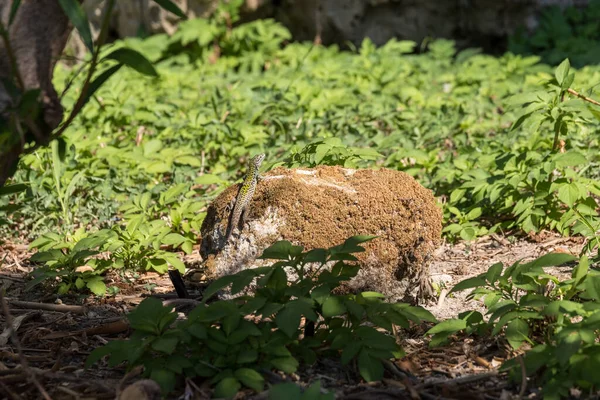 在花园里的石头日光浴上的伪装蜥蜴 意大利 — 图库照片