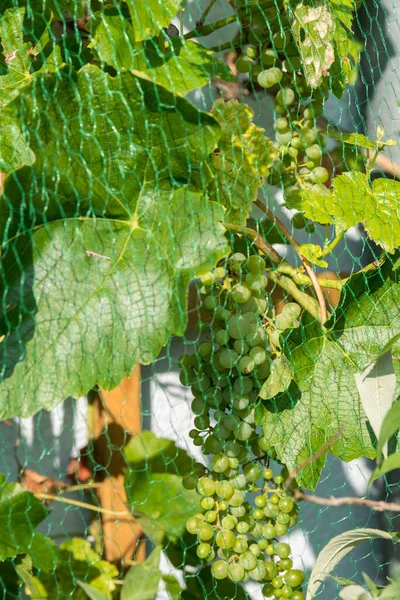 Птичья Сетка Зеленого Винограда Виноградной Лозе Крупный План — стоковое фото