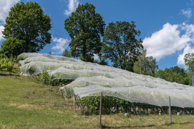 Tüm üzüm bağları için kuş koruma ağı - kuşları koruma ağı yoluyla üzümler için koruma