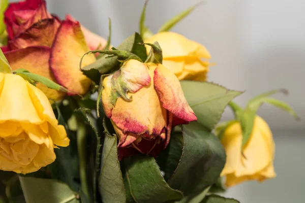 wilting cut roses - fading bouquet of roses, close-up