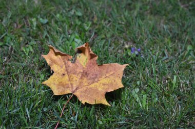 Sonbaharda Norveç akçaağacından düşen tek bir yaprak.