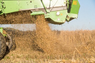 Hasat makinesinden saman atılır. Tahıl hasadına yakın çekim.