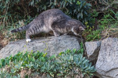 Kedi avını takip ediyor ve onu bekliyor.