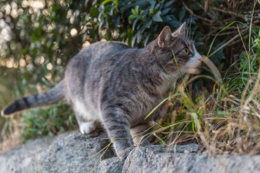 Fare avlarken evcil kedi