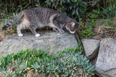 Fare avlarken taş duvardaki gri kedi