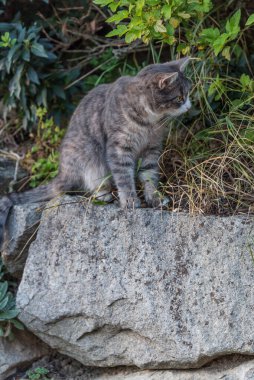 Evcil kedi dikkatli gözlerle avını izler.