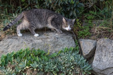 Avını arayan özgür bir kedi. Korkmuş görünüyor.