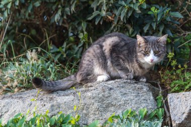 Gri kedi taş bir duvarda yorgun oturuyor.