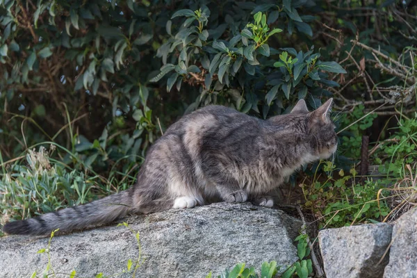 Aufmerksame Katze Wartet Der Gegend Auf Beute Mäuse Fangen — Stockfoto