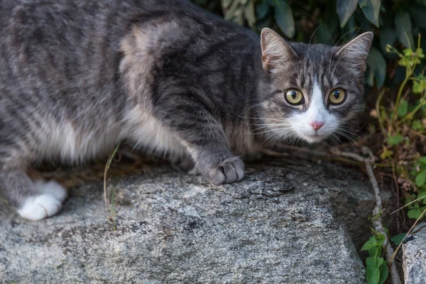 Tamkatt Letar Efter Byten Utomhus Rädd Blick — Stockfoto