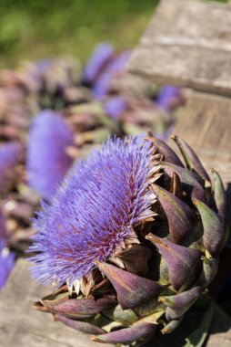 Çiçekli enginar ve enginar kalbi - devedikeni benzeri tıbbi ve ekilmiş bitki