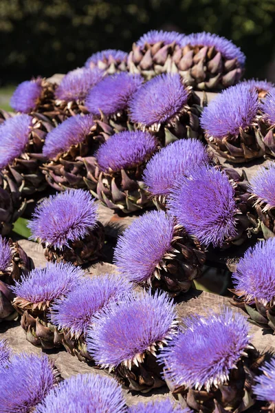 Purple Flowering Thistle Cultural Medicinal Plant Artichoke Heart Flower — Stock Photo, Image