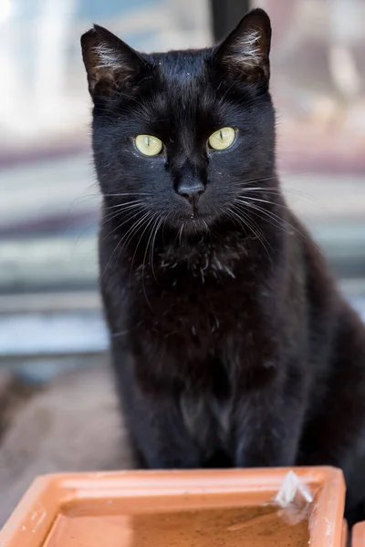 Schwarze Katze Sitzt Und Schaut Aufmerksam Nach Vorne — Stockfoto