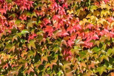 Sonbaharda çeşitli renklerde sarmaşığa tırmanmak
