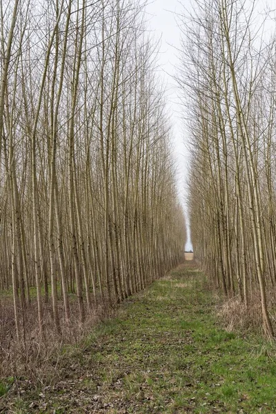 straight path leads through a bare avenue in monoculture