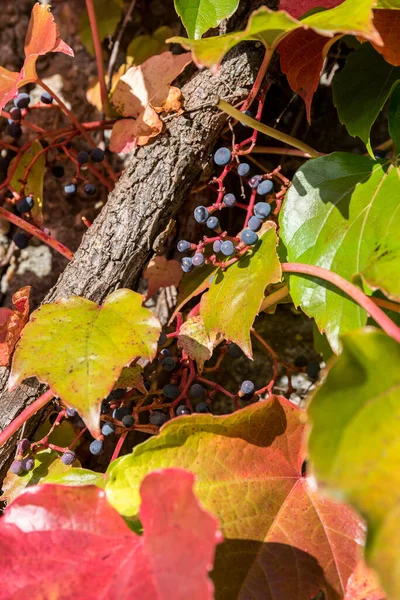 Красочное Самовосхождение Растения Вирджиния Ползучий Осенью Ягодами — стоковое фото