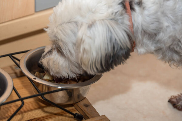 Purebred Havanese eats his food from the food bowl - close-up