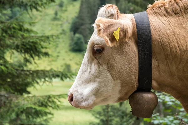 Las Vacas Lecheras Guían Las Vacas Con Cencerro Bovino Visto — Foto de Stock