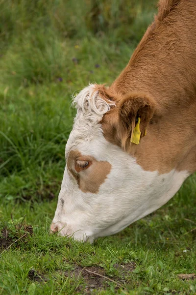 Vaca Come Hierba Pasto Ganado Manchado Cuando Pastorea — Foto de Stock