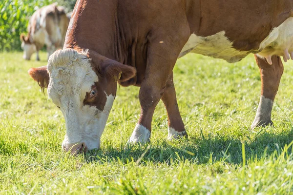 Las Vacas Lecheras Comen Hierba Fresca Pasto —  Fotos de Stock