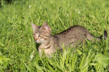 Gri kedi dikkatlice çayırda avını kovalıyor.