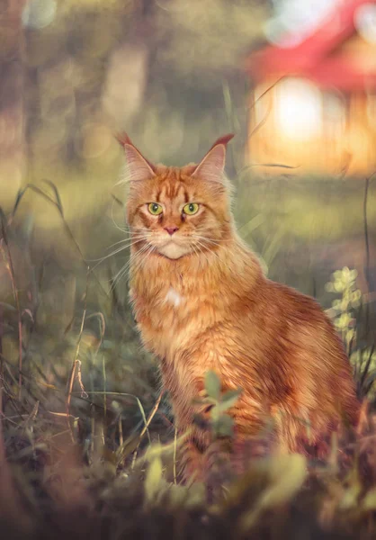 Кошачье Лето Дома Рыжая Кошка Траве Крупный План — стоковое фото