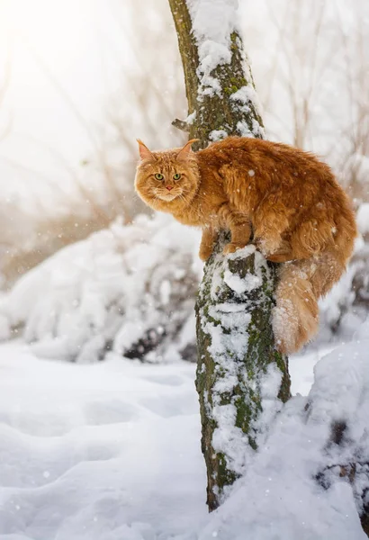 Katze Auf Einem Schneebedeckten Baum Schneefall — Stockfoto