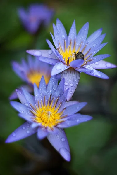 Lilac lotuses in the rain, closeup, water drops on petals, Thailand, a rainy season