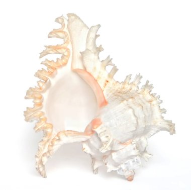 Beyaz arka plan, deniz, closeup beyaz kabuk