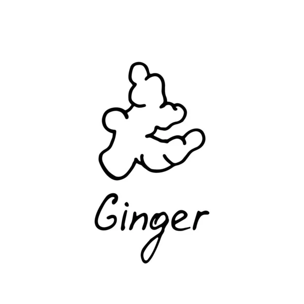 Ginger Logo Vector Illustration Hand Drawn Ginger — Stock Vector