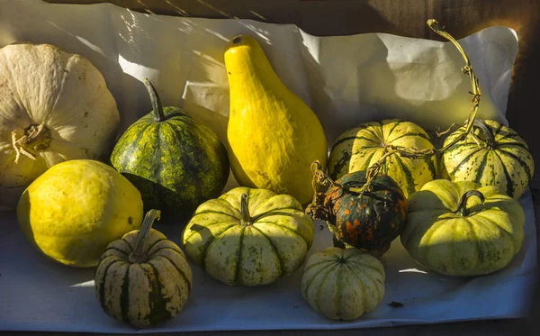 Arrangement of autumn pumpkins on white paper