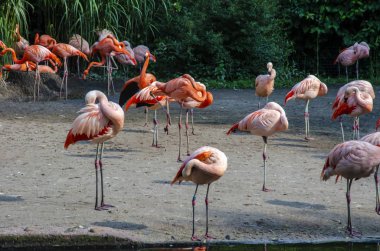  Birçok flamingolar Park - gölde stilize resim, yağlıboya resim dinlenme