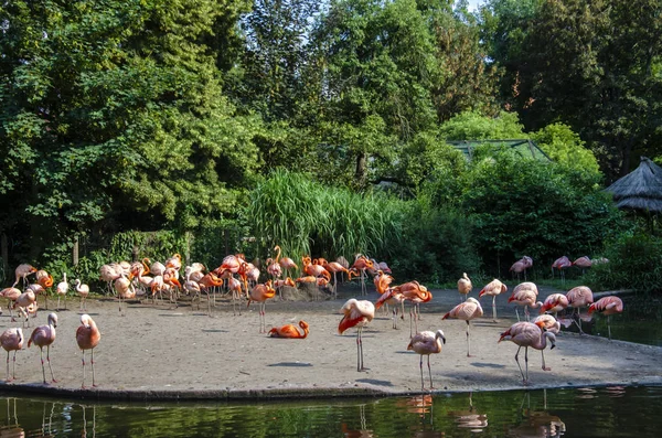 Многие Фламинго Отдыхают Озере Парке Стилизованное Изображение Живопись Маслом — стоковое фото