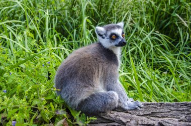 Bir günlüğü, çim üzerinde oturan bir lemur