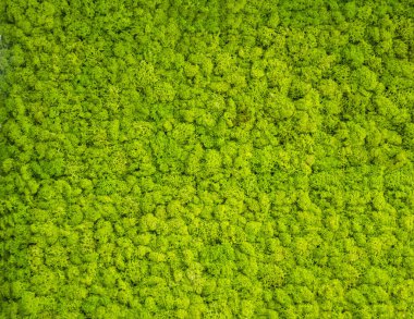 Arka plan - yeşil yosun kaplı bir duvar