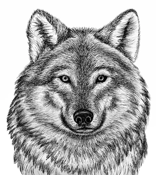 Wolf Head Graphic Drawing Black Outline White Background — Stock Photo, Image