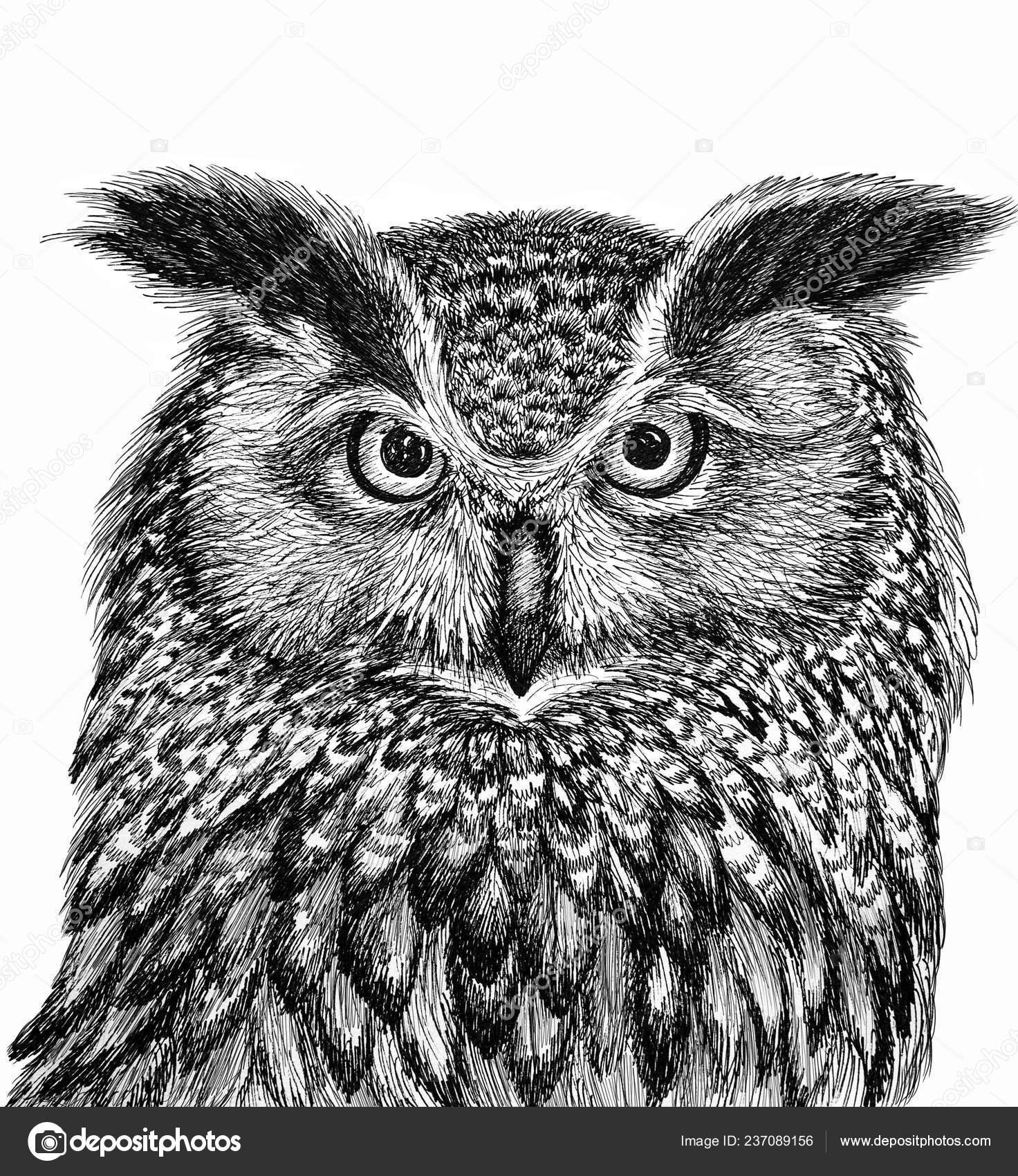 Owl head graphic drawing in black outline on a white background Stock